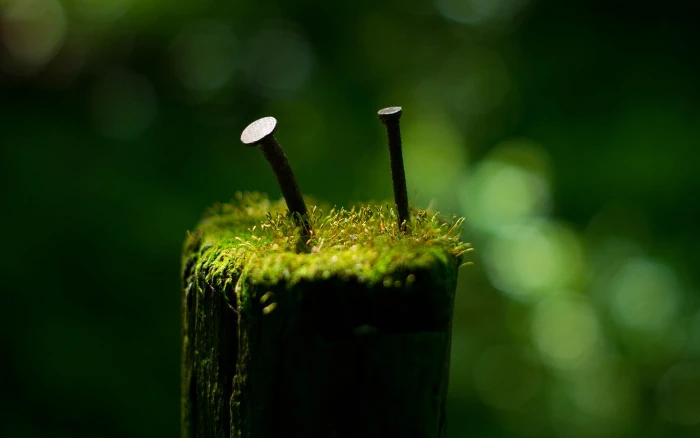 two brown metal nails photo of gray on green plant 2k