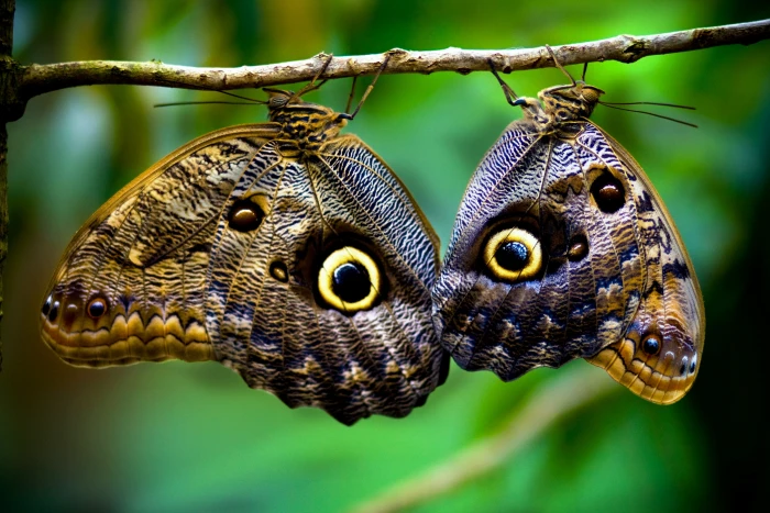 two brown and black butterflies beige with eye prints on twig 2k 4k