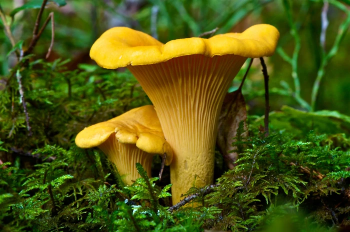 two brown and white birds mushroom plants macro moss cantharellus cibarius 2k