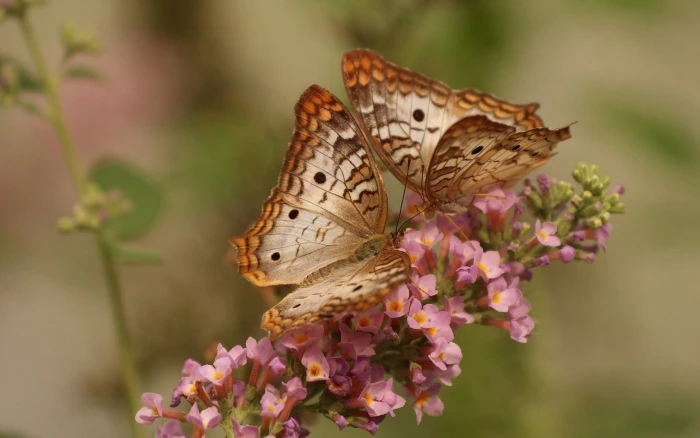 two orange butterflies butterfly couple flowers wings patterns 2k