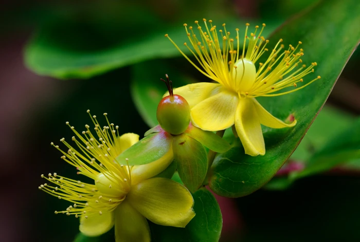 two yellow petaled flower close up photography St John s Wort 2k