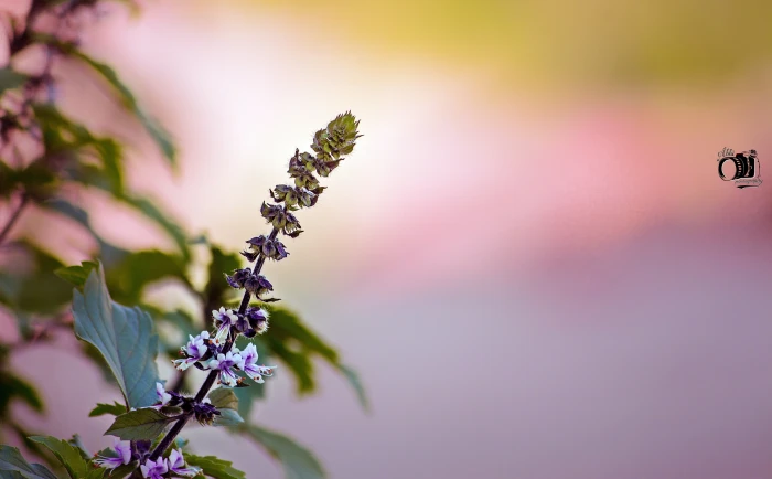Vejyanti Tulsi Aero Macro Flowers basil plant beauty in nature 2k 4k 5k