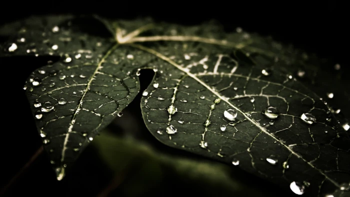 Water Drops Leaves Nature Macro Dark 2k