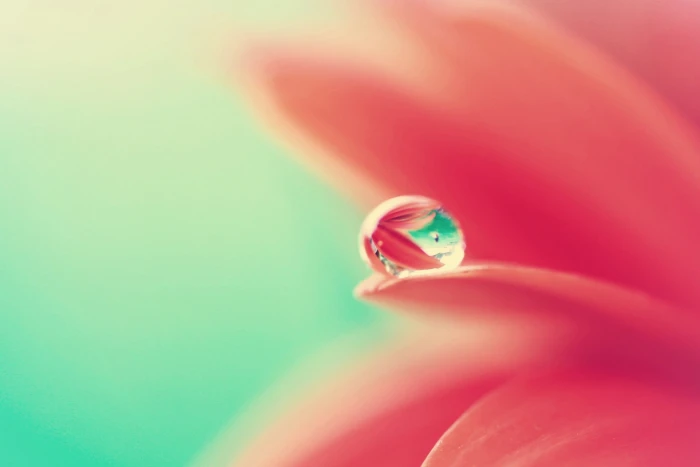 Water Drops Macro Flowers Dew Petals 2k
