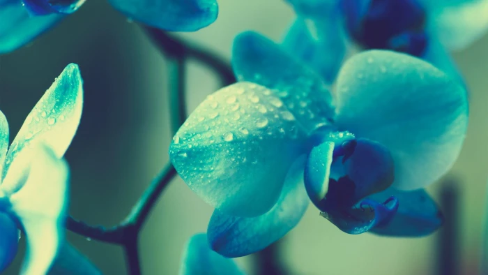 white and blue moth orchid flower flowers plants macro orchids 2k