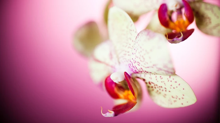 white flowers nature macro orchids flowering plant beauty in 2k