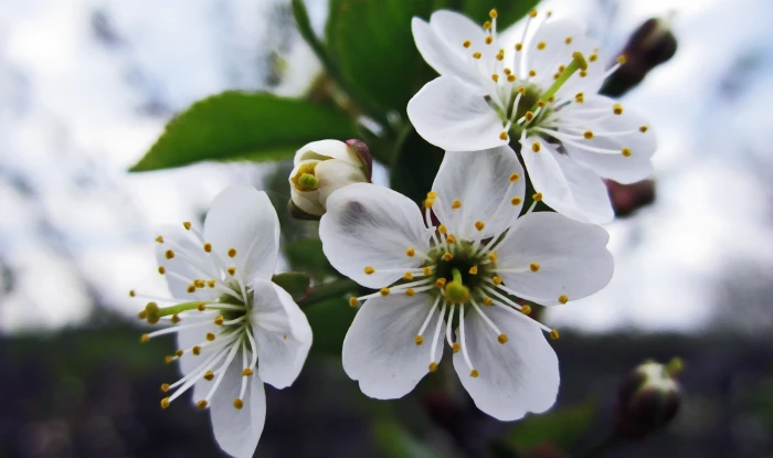 white flowers photography macro cherry blossom closeup plants 2k 4k
