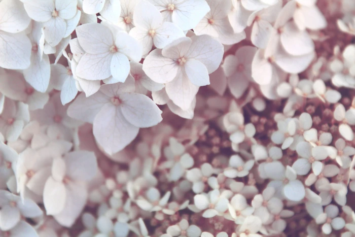white Hydrangea flower at daytime in close up photography selective focus photo of petaled flowers 2k 4k 5k