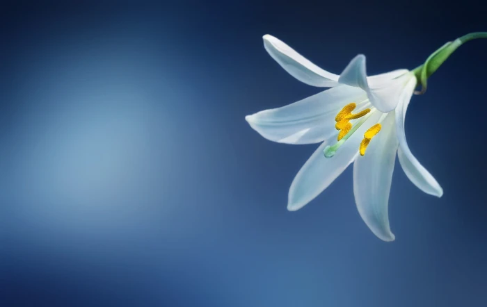 white lily closeup photo flower lilium candidum madonna 2k