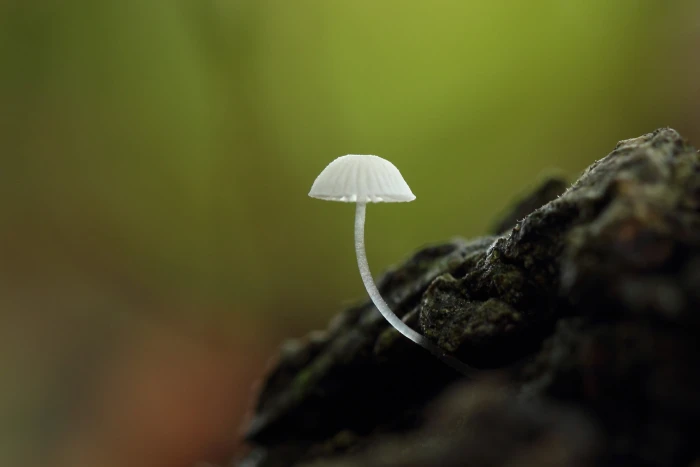 white mushroom macro fungus nature toadstool plant forest 2k