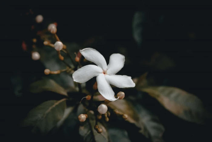 white pinwheel jasmine flower bud nature plant petal frangipani 2k 4k 5k