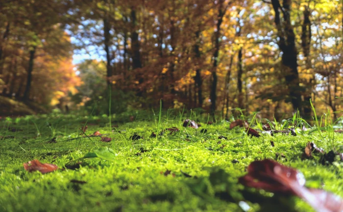 worm s eye view photography of green tall trees forest floor 2k 4k 5k