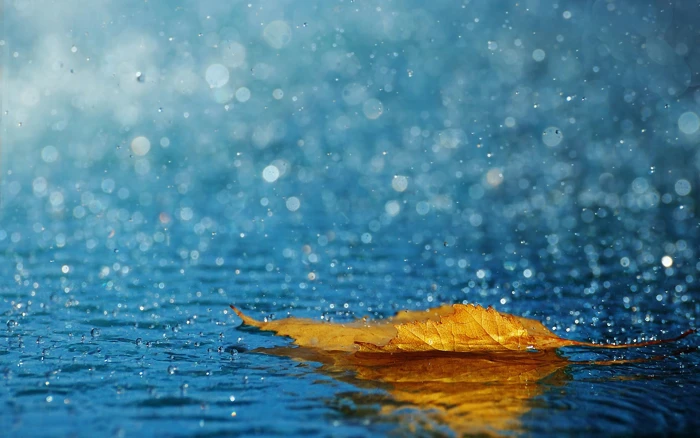 yellow maple leaf nature macro leaves water autumn drop 2k