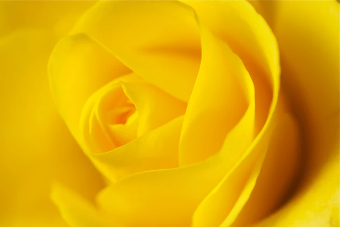 yellow rose beauty nature nikon petal flower close up 2k