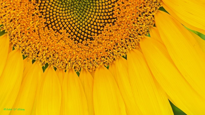 yellow sunflower Look Nikon DSLR lens Central Florida 2k