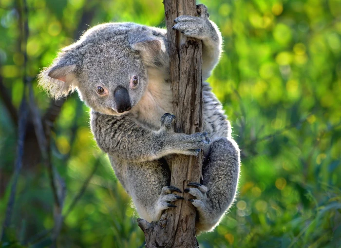 Animal Koala Bokeh 2k