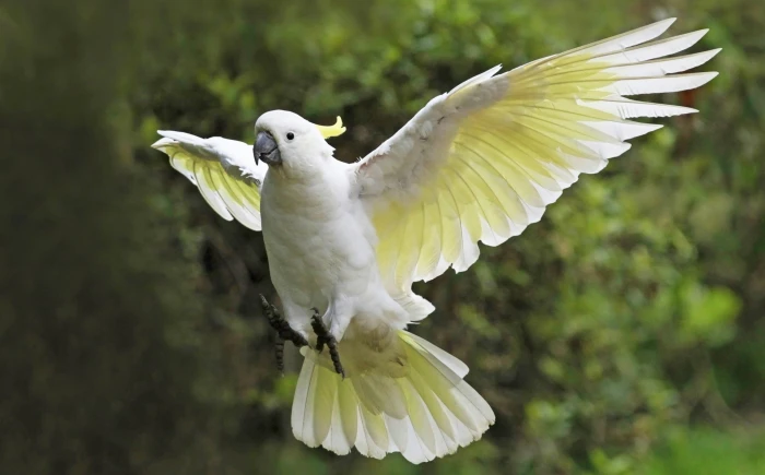 Birds Bokeh Cockatoo Flight Parrot Sulphur crested 2k