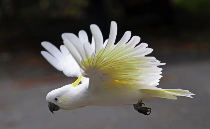 Birds Bokeh Cockatoo Flight Parrot Sulphur crested 2k