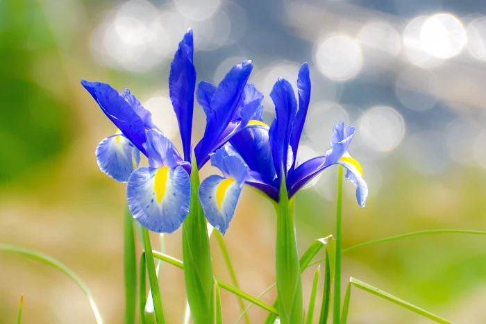 blue petal flowers japanese iris kakitsubata 2k 4k