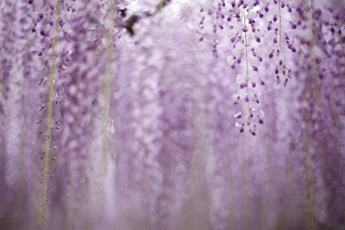 bokeh shot of purple flowers Untitled wisteria nature plant 2k 4k 5k