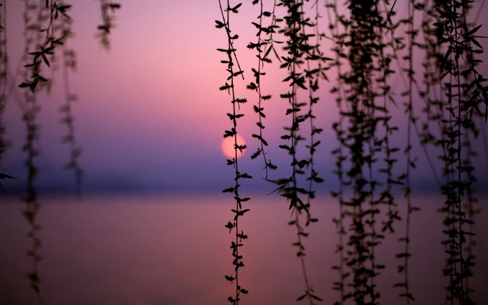 bokeh Depth Of Field dusk Silhouette Vines 2k