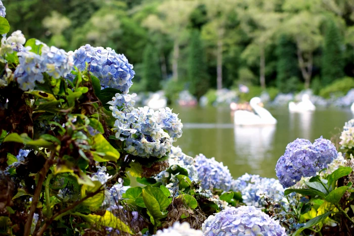 brazil gramado parque do lago negro lake bokeh trees flowers 2k 4k 5k