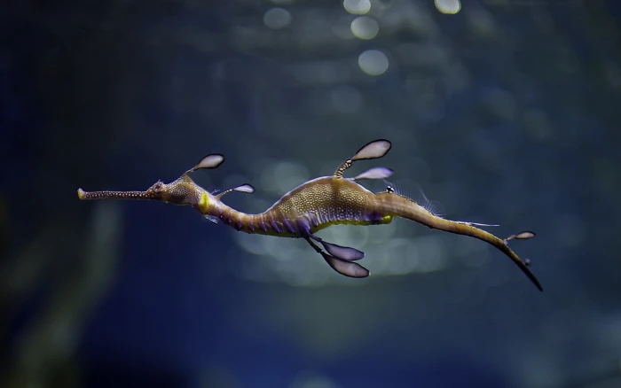brown and beige water leaf seahorse photography of animal nature 2k