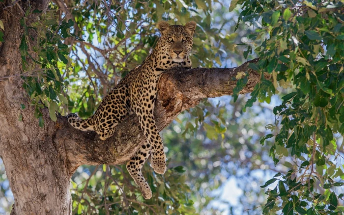 brown and black leopard nature animals trees bokeh animal 2k