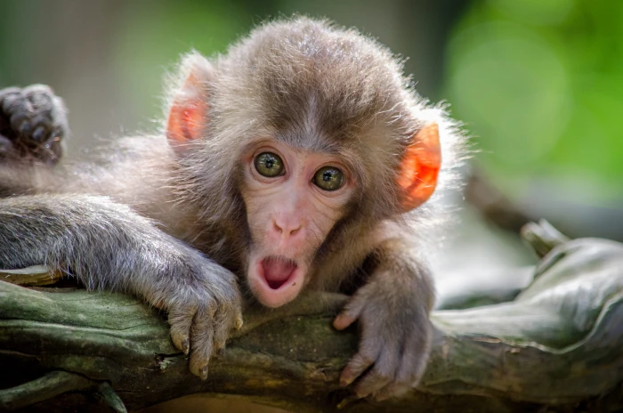 brown coated monkey on branch animal wildlife mammal kyoto prefecture 2k 4k 5k