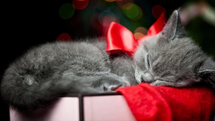 cat ribbon red gift bokeh lights cute whiskers 2k 4k