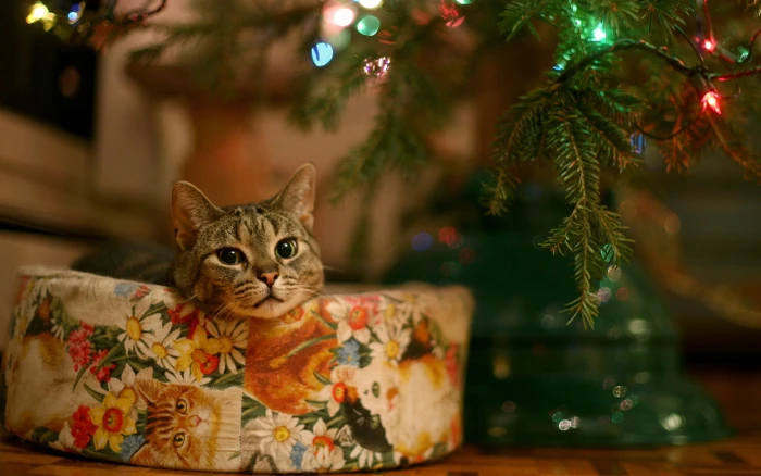 Christmas New Year cat animals lights leaves bokeh 2k