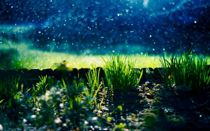 Grass bokeh green grasses Nature herbs stones pebbles blur 2k