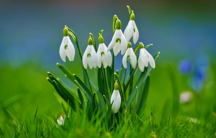 grass background spring snowdrops bokeh 2k 4k 5k 8k