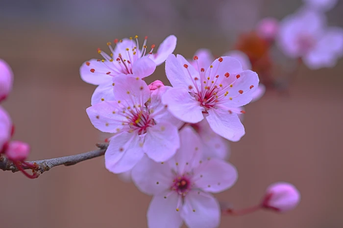 close up photo of purple petaled flowers Pink Cluster Goodness 2k 4k 5k