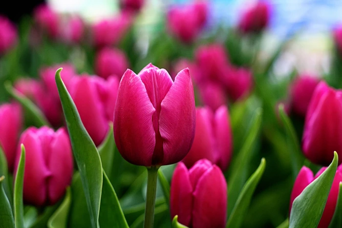 closeup photography of red flower at daytime tulips 2k 4k