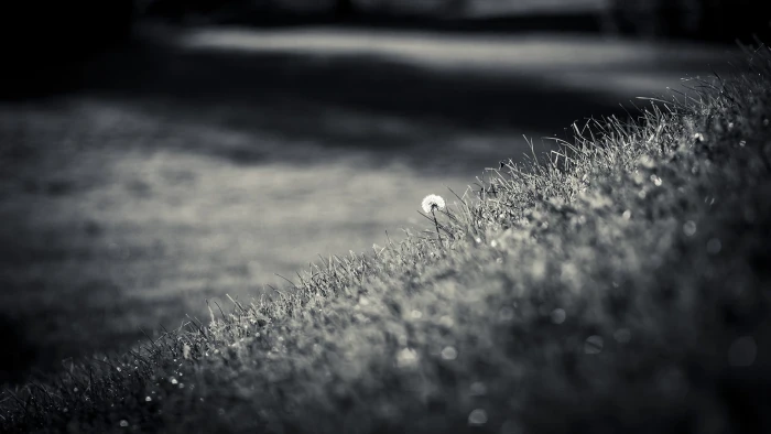 dandelion grayscale photography selected of white 2k