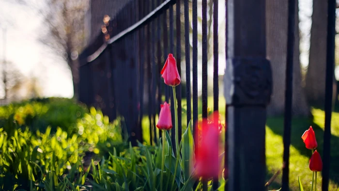 depth of field bokeh nature fence flowers pink 2k