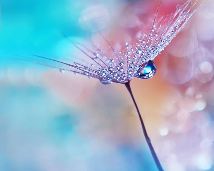 Dew drops Flower Bokeh Macro Huawei MediaPad Stock HD 2k