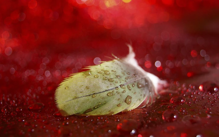 feathers bokeh water drops red background close up no people 2k