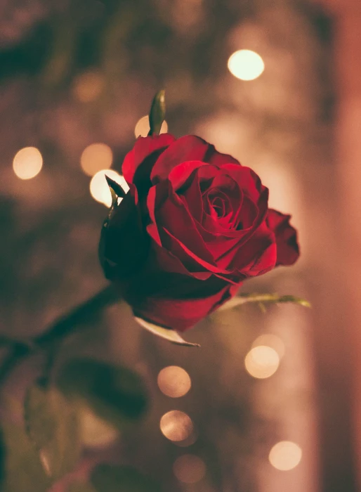 focused photo of a red rose person holding flower 2k