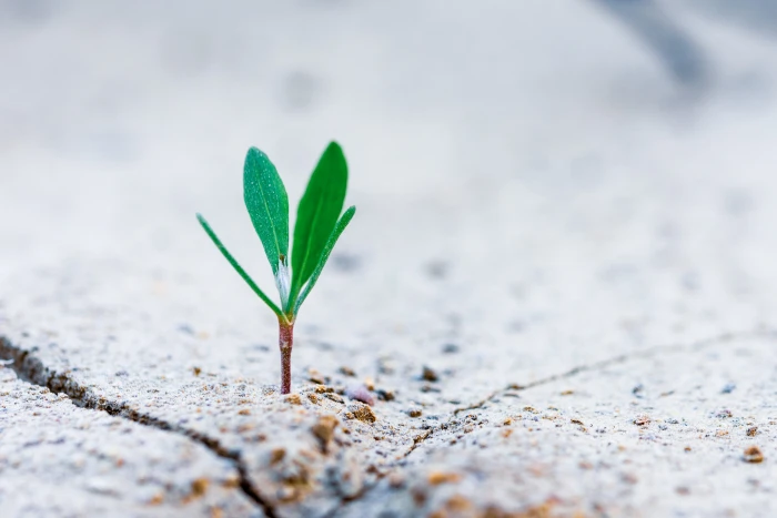 geen plant sprout selective focus photography of green 2k 4k 5k