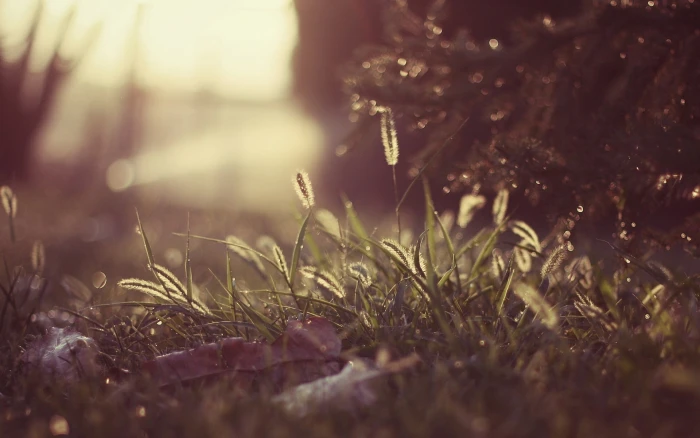 green grass photo selective focus of grasses nature 2k