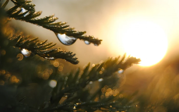 green leafed plant trees water drops nature bokeh leaves 2k
