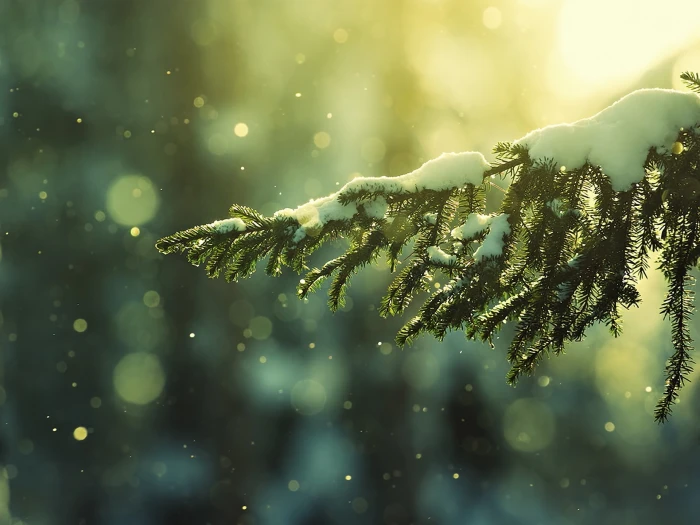 green leafed tree winter landscape nature trees snow bokeh 2k