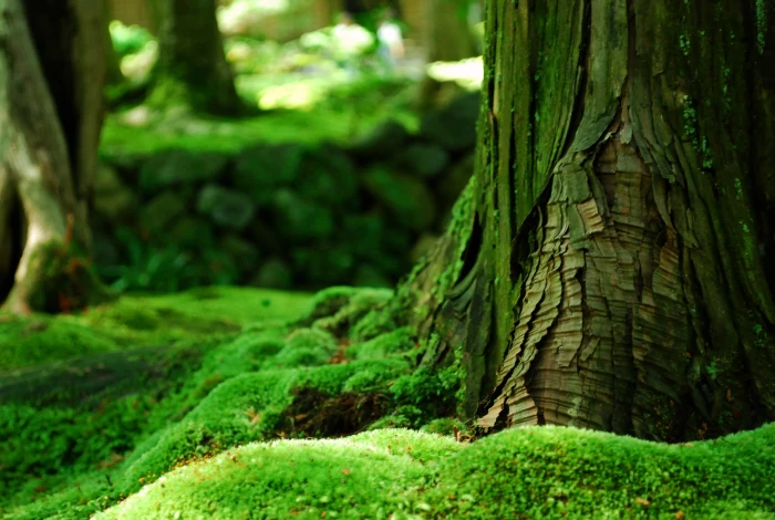 green tree forest moss trees bokeh nature depth of field 2k