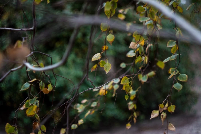 green leafed tree leaves bokeh nature fall plants growth 2k
