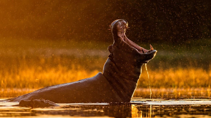 hippos sunlight water drops bokeh wildlife nature side view 2k