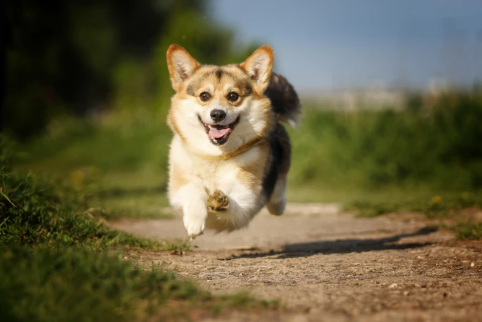 joy mood jump dog track flight walk bokeh Welsh Corgi 2k