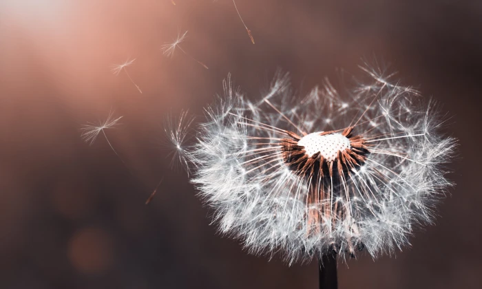 macro shot photography of dandelion flower nature close pointed 2k 4k 5k