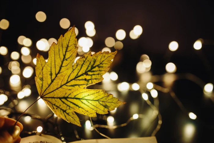 Making Magic with Fairy Lights time decoration bokeh leaf 2k 4k 5k